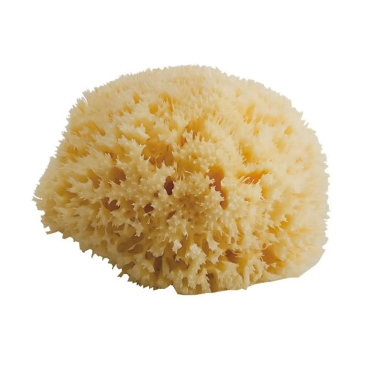 Honeycomb Sea Sponge (Medium)